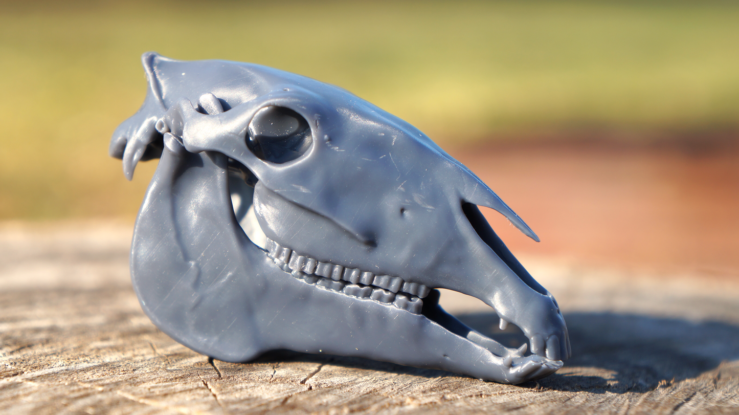 Roman Horse Skull