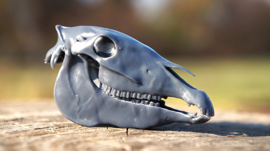 Arabian Horse Skull